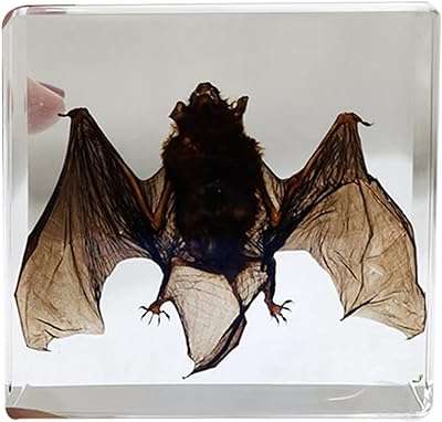 Squelette de taxidermie de chauve souris réelle contenant un spécimen éducation des professeurs de sciences en classe. DIAYTAR COTE D'IVOIRE  - Votre destination discount pour tous vos besoins. Parcourez notre collection de produits de haute qualité, allant de la maison à l'électroménager, de l'informatique à la mode, et trouvez les meilleures offres en ligne. Profitez de nos prix imbattables et faites des économies dès maintenant!