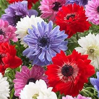 15 x anémone coronaria de st. brigid's hybride fleurs colorées. Bienvenue sur DIAYTAR COTE D'IVOIRE, le site idéal pour les amateurs de bonnes affaires ! Avec une large gamme de produits discount pour la maison, l'électroménager, l'informatique, la mode et les gadgets, nous offrons une solution pratique pour économiser sans renoncer à la qualité. N'attendez plus, explorez notre sélection et profitez de prix imbattables.