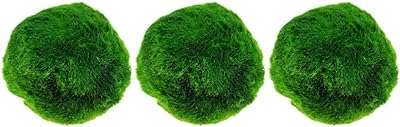 Boo pit pop 3 pièces marimo mini plantes d'aquarium pot en verre (vert). DIAYTAR COTE D'IVOIRE  is your ultimate destination for discount shopping, providing a diverse range of products that cater to your everyday needs. With everything from essential home appliances to state-of-the-art electronics, trendy fashion pieces, and inventive gadgets, our online store offers unbeatable prices without compromising on quality.