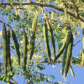 50pcs graines de plantes de sauge. DIAYTAR COTE D'IVOIRE  - votre partenaire pour un shopping discount en ligne réussi. Parcourez notre assortiment complet de produits discount, incluant tout ce dont vous avez besoin pour la maison, l'électroménager, l'informatique, la mode et les gadgets. Profitez de nos prix avantageux et faites des économies sur vos achats en ligne, sans compromis sur la qualité.