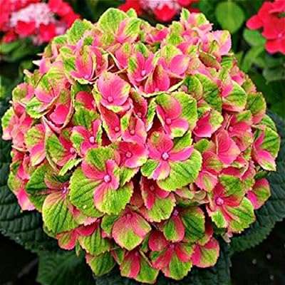 Graines double 11 vente 50pcs hortensia semi planteur bonsaï de fleurs plante de jardin en vase. À la recherche de bons plans en ligne ? Ne cherchez pas plus loin que DIAYTAR COTE D'IVOIRE  ! Notre boutique généraliste vous propose une large gamme de produits discount, allant des articles pour la maison aux appareils électroménagers, en passant par l'informatique, la mode et les gadgets. Faites des économies tout en trouvant des produits de qualité, le tout en quelques clics seulement.