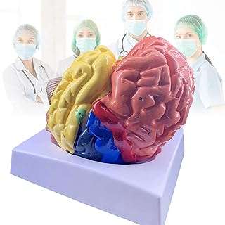 Modèle du cerveau humain en 2 parties modèle de zone fonctionnelle du cerveau identifié. DIAYTAR COTE D'IVOIRE  - la référence en matière de shopping en ligne à prix réduit. Trouvez tout ce dont vous avez besoin pour votre maison, de l'électroménager pratique aux articles de mode tendance, en passant par les dernières innovations technologiques. Faites des économies sans compromettre la qualité avec notre selection de produits discount de confiance.
