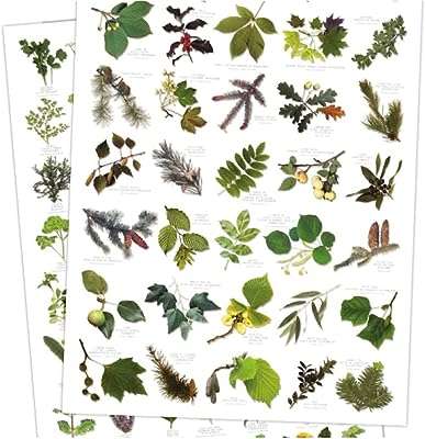 Affiche d'identification de la nature british tree leaf 35 images. Exprimez votre style sans dépenser une fortune avec DIAYTAR COTE D'IVOIRE . Découvrez notre collection de vêtements tendance à prix discount, des dernières innovations de la mode aux classiques intemporels. Soyez à la mode sans vous ruiner, seulement avec DIAYTAR COTE D'IVOIRE .