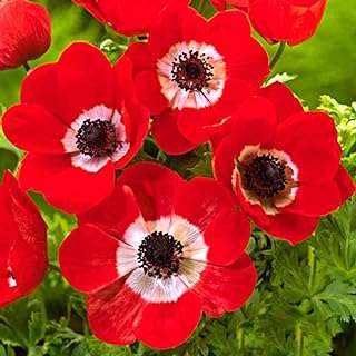Anemone coronaria de cayenne ajoute une touche de couleur à votre décoration. Économisez intelligemment avec DIAYTAR COTE D'IVOIRE, la boutique en ligne qui vous propose une variété de produits discount à des prix défiant toute concurrence. Des indispensables pour la maison aux gadgets les plus tendances, en passant par les dernières nouveautés en mode et en informatique, vous trouverez tout ce dont vous avez besoin pour moins cher, sans compromis sur la qualité !
