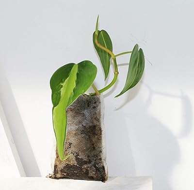 Philodendron scandinave brésil thalia radicata living pianta da taglio radicato. DIAYTAR COTE D'IVOIRE  - Votre guichet unique pour des achats discount en ligne. Découvrez notre catalogue diversifié regorgeant de produits pour la maison, l'électroménager, l'informatique, la mode et les gadgets, le tout à des prix avantageux. Naviguez facilement sur notre site convivial et trouvez les meilleures offres pour vos besoins du quotidien.