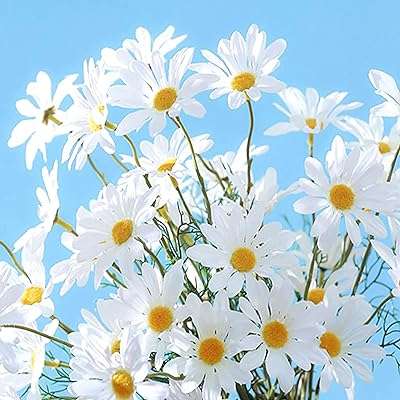 Bouquet de marguerites artificielles tim 3 bouquets de 90 têtes artificielles bouquet fleurs printanières pour arrangement. Faites-vous plaisir sans vous ruiner avec DIAYTAR COTE D'IVOIRE, la boutique en ligne qui propose des produits discount pour tous les budgets. Venez découvrir notre sélection de produits pour la maison, l'électroménager, l'informatique et la mode, et profitez de remises exceptionnelles.