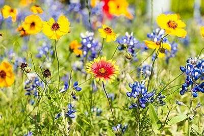 Kit de graines de fleurs sauvages | mélange en vrac à pollinisation. Avec DIAYTAR COTE D'IVOIRE, profitez de tarifs attractifs sur une large gamme de produits discount. Équipez votre maison avec des appareils électroménagers de qualité, restez à la pointe de la mode grâce à notre sélection de vêtements abordables et découvrez les dernières innovations technologiques à prix réduits.