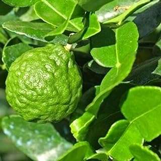 Graines plantes de fleurs de jardin vert 20 pièces d'agrumes medica non. Votre shopping malin commence ici chez DIAYTAR COTE D'IVOIRE, la boutique en ligne où vous trouverez tout ce dont vous avez besoin à prix mini. Explorez notre vaste sélection d'articles discount, des produits pour la maison aux dernières tendances en mode et en informatique, et offrez-vous des bonnes affaires sans vous ruiner !