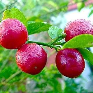 Graines plantes à fleurs de jardin vert 20 pièces 1 paquet citron. Trouvez les meilleures affaires en ligne chez DIAYTAR COTE D'IVOIRE  - une boutique généraliste offrant une variété de produits discount allant de l'électroménager aux articles high-tech, sans oublier les vêtements et les accessoires tendances. Découvrez un choix incroyable de produits de qualité à des prix imbattables !