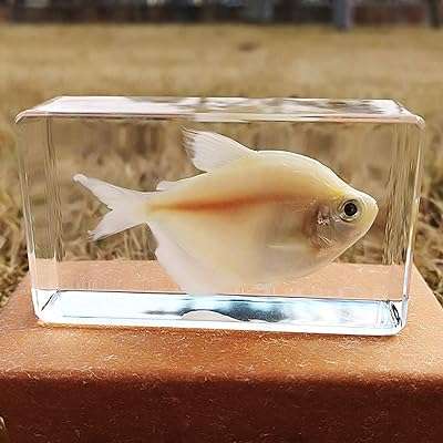 Spécimen de poisson marin résine de taxidermie spécimen d'animal marin réel en résine. Vous cherchez des produits discount de qualité ? Ne cherchez plus, DIAYTAR COTE D'IVOIRE  est là pour vous. Notre boutique en ligne généraliste propose une large gamme d'articles allant de la maison à l'informatique en passant par l'électroménager et la mode. Faites des économies sans compromettre la qualité grâce à notre sélection minutieusement choisie de produits à prix réduits. Profitez des avantages du shopping en ligne avec DIAYTAR COTE D'IVOIRE .