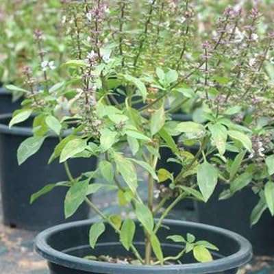 Basilic sacré tulsi frais légumes. Faites des économies sur tous vos achats chez DIAYTAR COTE D'IVOIRE . Notre boutique en ligne vous propose un large choix de produits discount, allant des indispensables pour la maison aux articles high-tech et aux accessoires de mode. Ne manquez pas nos offres exceptionnelles pour acheter intelligemment et à petits prix !