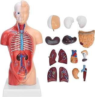 Modèle de torse humain durable 28 cm détachable précis multifonctionnel anatomie du humain. Faites des économies sans compromettre votre satisfaction avec DIAYTAR COTE D'IVOIRE . Notre boutique en ligne propose une variété de produits discount dans différentes catégories, de l'électronique à la mode. Trouvez tout ce dont vous avez besoin à des prix imbattables !