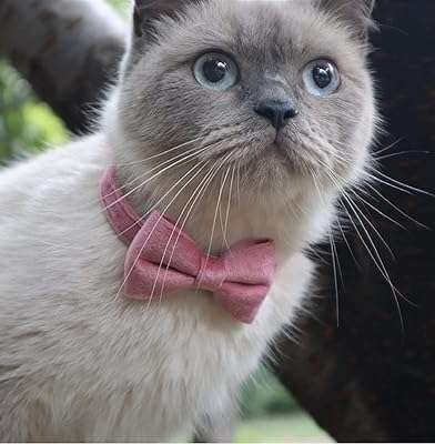 Collier de chat mignon avec cloche à nœud papillon détachable pour petits chats et animaux. Faites des économies sans compromettre la qualité grâce à DIAYTAR COTE D'IVOIRE . Notre large éventail de produits discount, allant des articles de maison à l'électroménager, de l'informatique à la mode, et même aux gadgets dernier cri, saura vous satisfaire, tout en vous offrant le meilleur rapport qualité-prix.