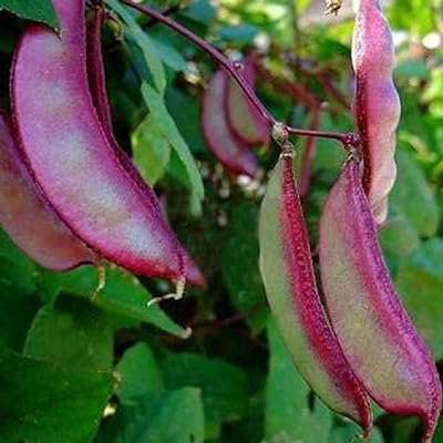 Graines de haricot jacinthe 50 pièces sac à haute germination violet lalapa. Faites des économies sans renoncer à vos envies chez DIAYTAR COTE D'IVOIRE, la boutique en ligne incontournable pour trouver des produits discount. Explorez notre sélection dédiée à la maison, l'électroménager, l'informatique, la mode et les gadgets, et profitez de prix réduits sur tous nos articles. Ne laissez pas passer cette occasion de faire de bonnes affaires !