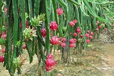100pcs graines de pitaya bonsaï plante fruit du dragon jardin rouges. Simplifiez vos achats et épargnez chez DIAYTAR COTE D'IVOIRE, votre boutique en ligne ultime pour des trouvailles discount. Parcourez notre catalogue de produits, allant des articles de cuisine astucieux aux appareils électroniques de dernière génération. Restez branché avec notre sélection d'appareils informatiques à prix réduits et accordez-vous une excellente garde-robe avec des vêtements à la mode à prix imbattables. Avec des options de livraison rapides et une satisfaction garantie, nous vous aidons à réaliser des économies en un seul clic !