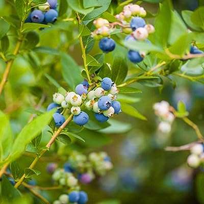 50pcs graines de fruits de canneberge à haut rendement plantes de buissons de myrtilles faciles cultiver pour la. DIAYTAR COTE D'IVOIRE  - L'adresse incontournable des chasseurs de bonnes affaires en ligne. Découvrez notre large gamme de produits à prix discount, allant des gadgets innovants aux appareils électroménagers dernier cri. Faites des économies sans sacrifier vos envies !
