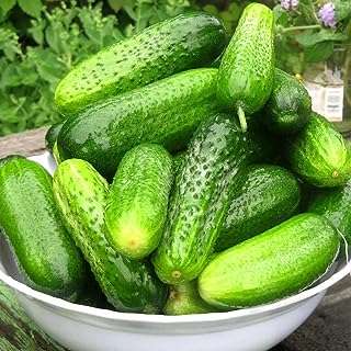 50 graines de concombre vignes escalade légumes cours de ferme visualisation des cultures profitant du paysage. Rejoignez DIAYTAR COTE D'IVOIRE, votre compagnon de shopping à prix malin ! Explorez notre boutique en ligne et découvrez un éventail de produits discount, des articles essentiels pour la maison aux appareils électroménagers, en passant par l'informatique, la mode tendance et les gadgets à petit prix.