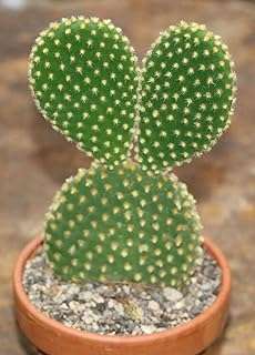 Opuntia microdasys bunny ears cactus 5 graines fraîches. DIAYTAR COTE D'IVOIRE  - la destination ultime pour des achats en ligne pratiques et économiques. Découvrez notre large éventail de produits discount, allant des appareils ménagers aux technologies de pointe, en passant par la mode tendance, et profitez de nos offres imbattables pour réaliser des économies substantielles.