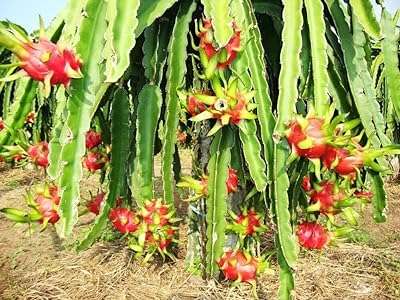 Graines de fruit du dragon pitaya nain rouge 10 pièces plante. Découvrez DIAYTAR COTE D'IVOIRE, votre partenaire pour des économies maximales ! Parcourez notre large assortiment d'articles discount, allant des accessoires de maison à l'électroménager dernier cri, en passant par l'informatique, la mode tendance et les gadgets ludiques.