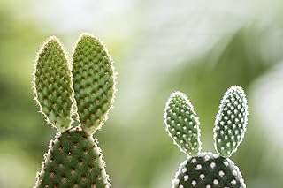 Graines de cactus white bunny ears 30 graines opuntia microdasys. DIAYTAR COTE D'IVOIRE  - votre adresse en ligne pour des achats malins. Profitez de nos prix réduits sur une large gamme de produits, d'une sélection d'articles pour la maison aux dernières tendances de la mode, en passant par les équipements électroniques et les accessoires informatiques. Sans compromis sur la qualité, nous rendons le shopping abordable pour tous.
