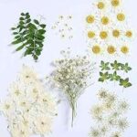 72 pièces de fleurs séchées pressées feuilles d'art naturel plante d'herbes pour la fabrication. DIAYTAR COTE D'IVOIRE, votre destination shopping discount en ligne. Parcourez notre catalogue étendu et faites votre choix parmi notre vaste gamme de produits pour la maison, l'électroménager, l'informatique et la mode. Profitez de nos prix imbattables et réalisez des économies substantielles dès maintenant.