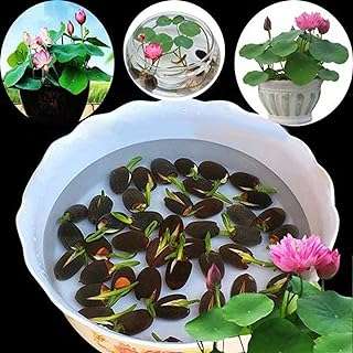 10pcs graines de fleurs de nénuphar maison balcon jardin décoration de plantes hydroponiques. DIAYTAR COTE D'IVOIRE, la boutique en ligne polyvalente qui répond à tous vos besoins d'articles ménagers à bas prix. Des ustensiles de cuisine pratiques aux produits d'entretien essentiels, nous avons tout ce dont vous avez besoin pour faciliter votre quotidien sans dépenser une fortune. Ne manquez pas nos bonnes affaires !