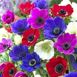 20 pièces d'anémone coronaria de caen hybride hauteur courte et fleurs. Besoin de produits à petit prix ? Faites confiance à DIAYTAR COTE D'IVOIRE, la boutique en ligne idéale pour réaliser des économies sur tous vos achats. Parcourez notre catalogue de produits discount, de la maison à l'électroménager, en passant par l'informatique et la mode. Ne vous privez pas et profitez des meilleurs prix du marché en faisant vos emplettes chez nous !