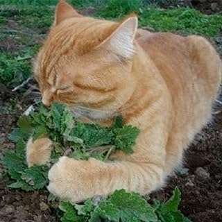 Graines pour le jardinage 50 pièces de graines d'herbe à chat la menthe. DIAYTAR COTE D'IVOIRE  vous offre des produits discount exceptionnels, sans compromis sur la qualité. Parcourez notre sélection variée comprenant des appareils électroménagers fiables, des gadgets innovants et des tendances mode à des prix défiant toute concurrence.