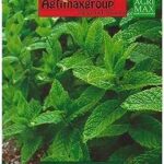 Graines de menthe de haute qualité du groupe agrimax® "garden care". DIAYTAR COTE D'IVOIRE, votre boutique en ligne préférée pour dénicher des produits à prix discount. Rendez-vous sur notre site pour trouver toutes les bonnes affaires de la maison à l'électroménager en passant par les gadgets high-tech. Ne sacrifiez pas la qualité pour économiser, optez pour DIAYTAR COTE D'IVOIRE  !