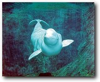 Affiche murale de béluga sous l'eau naturellement océanique (16" x 20"). À la recherche de bonnes affaires ? DIAYTAR COTE D'IVOIRE  est là pour vous ! Explorez notre boutique en ligne regorgeant d'articles à prix cassés, couvrant tous les domaines, de la maison à l'électroménager, en passant par l'informatique, la mode et les gadgets. Achetez malin, économisez gros et découvrez une toute nouvelle façon de faire des emplettes en ligne.