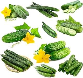 50 pcs graines de concombre culture en serre toute l'année légumes. En quête de produits à petits prix ? DIAYTAR COTE D'IVOIRE  est là pour vous satisfaire ! Explorez notre vaste sélection d'articles allant de la maison à l'électroménager en passant par l'informatique et la mode. Naviguez aisément sur notre site et découvrez un éventail de produits discount qui répondront à toutes vos attentes.