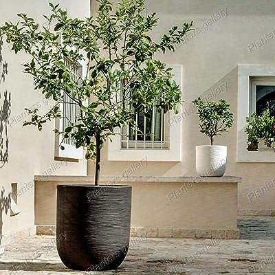 Pots de plantes d'intérieur extérieur en fibre de verre avec trous de drainage pots de jardinières pour arbres. Bienvenue sur DIAYTAR COTE D'IVOIRE, le site idéal pour les amateurs de bonnes affaires ! Avec une large gamme de produits discount pour la maison, l'électroménager, l'informatique, la mode et les gadgets, nous offrons une solution pratique pour économiser sans renoncer à la qualité. N'attendez plus, explorez notre sélection et profitez de prix imbattables.