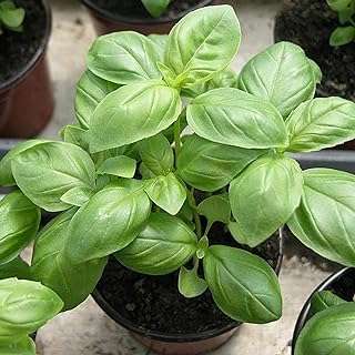 Graines plantes de fleurs de jardin vert 500 pièces sac naturelles thérapeutiques vertes. Ne cherchez plus, DIAYTAR COTE D'IVOIRE  est là pour vous offrir des produits discount de qualité supérieure. Que vous ayez besoin d'appareils électroménagers performants, de vêtements tendance ou de gadgets innovants, notre boutique en ligne propose des offres exceptionnelles dans tous les domaines, tandis que votre portefeuille reste protégé.