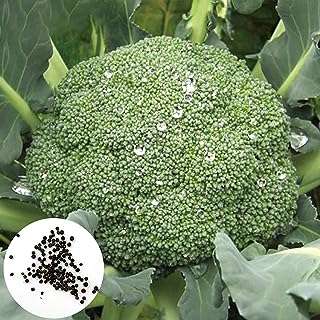 Graines vertes sûres inoffensives et sans ogm 500 pièces sac de légumes. Bienvenue chez DIAYTAR COTE D'IVOIRE, votre destination en ligne pour des prix imbattables ! Découvrez notre vaste choix d'articles discount, des essentiels pour la maison aux appareils électroménagers, en passant par l'informatique, la mode et les gadgets tendance, le tout à des tarifs défiant toute concurrence.