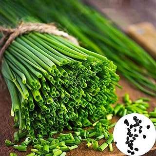 Graines de plantes végétales d'oignon vert 1 sac d'allium naturelles petites. DIAYTAR COTE D'IVOIRE  vous propose une expérience de shopping inoubliable : explorez notre boutique en ligne pour trouver des réductions incroyables sur des produits pour la maison, l'électroménager, l'informatique et la mode. Ne sacrifiez pas la qualité pour des économies, grâce à DIAYTAR COTE D'IVOIRE !