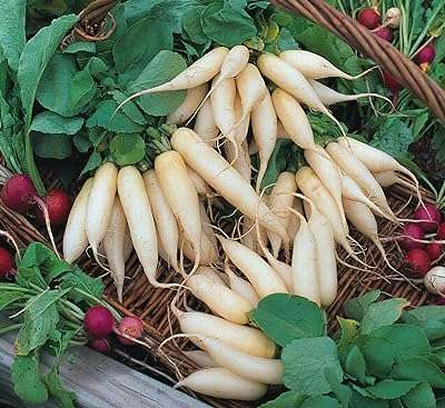 Légumes radis blanc glaçon 500 graines. Découvrez DIAYTAR COTE D'IVOIRE  - votre guichet unique pour des achats discount en ligne. Que vous recherchiez des produits électroménagers, des gadgets high-tech ou des vêtements tendance, notre boutique généraliste propose une large gamme d'articles à prix réduits pour tous les budgets. Ne manquez pas les bonnes affaires chez DIAYTAR COTE D'IVOIRE  !