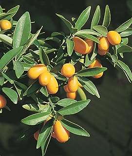 Kumquat citrus tree 'citrus fortunella' orange chinoise plantes fruitières autofertiles fournies de manière. Avec DIAYTAR COTE D'IVOIRE, profitez de tarifs attractifs sur une large gamme de produits discount. Équipez votre maison avec des appareils électroménagers de qualité, restez à la pointe de la mode grâce à notre sélection de vêtements abordables et découvrez les dernières innovations technologiques à prix réduits.