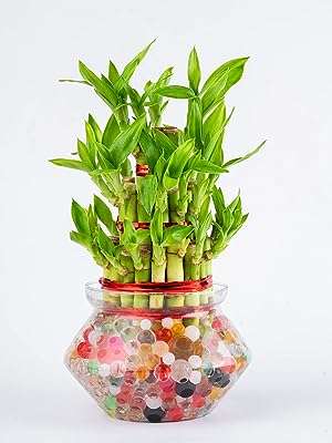 Plante de bambou porte bonheur nurturing green® (3 niveaux) dans un pot en verre. DIAYTAR COTE D'IVOIRE, votre source incontournable de bonnes affaires en ligne ! Parcourez notre catalogue diversifié comprenant des produits discount, allant des éléments de décoration d'intérieur à l'électroménager, en passant par l'informatique, la mode et les gadgets abordables.
