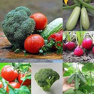 Graines plantes de fleurs de jardin vert 1 sac légumes productifs comestibles. DIAYTAR COTE D'IVOIRE  vous propose une expérience d'achats en ligne unique. Découvrez notre sélection de produits discount allant de la maison à l'électroménager, de l'informatique à la mode, sans oublier les gadgets les plus en vogue. Ne dépensez pas plus que nécessaire et trouvez tous vos articles préférés à des prix incroyables !