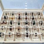 Collection scientifique animale véritable spécimen d'insecte avec boîte cadeau exquise d'insecte en papier. DIAYTAR COTE D'IVOIRE  est la référence en matière de produits discount en ligne. Parcourez notre catalogue et trouvez des articles indispensables pour la maison, des appareils électroménagers de qualité, des solutions informatiques abordables, des vêtements tendance et des gadgets à des prix incroyables.