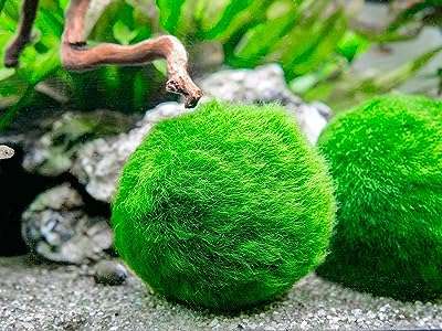 Boules de marimos assorties taille 3 cm marimo premium plantes d'aquarium les plus. Magasinez en ligne sur DIAYTAR COTE D'IVOIRE  et profitez de prix imbattables sur une gamme complète de produits. De l'équipement de cuisine aux articles de mode, en passant par les appareils électroniques dernier cri, nous offrons une large sélection de produits discount, adaptés à tous les besoins.