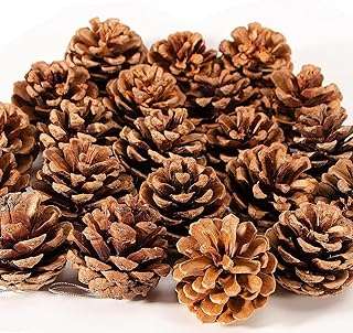 70 pièces de pommes de pin naturelles rustiques de noël avec ficelle pour les décorations et travaux. Besoin de produits à petit prix ? Faites confiance à DIAYTAR COTE D'IVOIRE, la boutique en ligne idéale pour réaliser des économies sur tous vos achats. Parcourez notre catalogue de produits discount, de la maison à l'électroménager, en passant par l'informatique et la mode. Ne vous privez pas et profitez des meilleurs prix du marché en faisant vos emplettes chez nous !