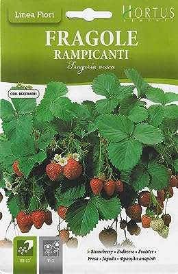 Graines de fraises (fragol) de haute qualité du jardin dxb (hortus italie). À la recherche de bonnes affaires en ligne ? Ne cherchez plus ! DIAYTAR COTE D'IVOIRE  vous offre un vaste choix de produits discount, de la maison à l'électroménager, en passant par l'informatique et la mode. Faites-vous plaisir à des prix incroyables et découvrez notre sélection dès maintenant.