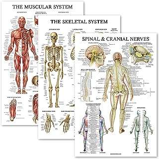Palace learning ensemble d'affiches d'anatomie musculaire + squelettique nerfs spinaux diagrammes anatomiques du système. DIAYTAR COTE D'IVOIRE  révolutionne le shopping en ligne avec sa vaste sélection de produits discount. Trouvez tout ce dont vous avez besoin pour votre maison, des équipements électroménagers aux gadgets high-tech, en passant par les dernières tendances de la mode. Avec DIAYTAR COTE D'IVOIRE, vous pourrez faire des économies tout en profitant de produits de qualité. N'attendez plus et découvrez les avantages de notre boutique en ligne généraliste.