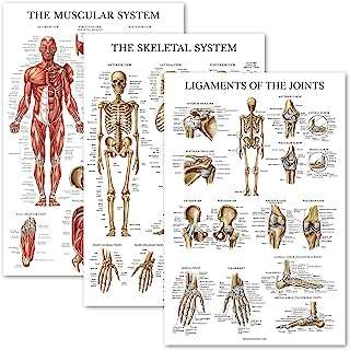 Ensemble d'affiches anatomiques pour les muscles le squelette et les ligaments d'apprentissage du palais. DIAYTAR COTE D'IVOIRE  est votre destination en ligne pour des offres incroyables. Parcourez notre collection variée de produits discount, comprenant des articles pour la maison, l'électroménager, l'informatique, la mode et les gadgets, et découvrez des prix imbattables qui correspondent à toutes les bourses.