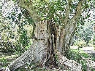 Ficus religiosa pepul baum buddha bo tree 50 graines. DIAYTAR COTE D'IVOIRE  est là pour rendre votre budget heureux et votre shopping facile. Parcourez notre gamme complète de produits discount de qualité supérieure allant de la maison à l'électroménager, de l'informatique à la mode, et trouvez des articles pour chaque aspect de votre vie à des prix imbattables!