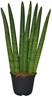 Plante de sensiferia selendica dans le dubai garden centre. La boutique en ligne DIAYTAR COTE D'IVOIRE se positionne comme un partenaire de confiance pour les consommateurs ivoiriens, leur offrant une plateforme unique pour réaliser leurs achats en ligne de manière rapide, sécurisée et pratique. Avec son large choix de produits et son service client dédié, DIAYTAR COTE D'IVOIRE continue de renforcer sa position de leader sur le marché du commerce en ligne en Côte d'Ivoire. La satisfaction du client est au cœur de ses priorités.