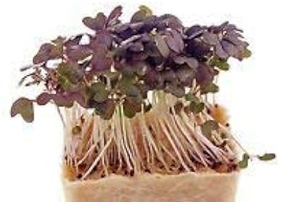 100% vraies graines d'aguilaria chinoises, arbre d'agate rare, jardin extérieur, bois parfumé, plantes d'encens, ciments qinxang. DIAYTAR COTE D'IVOIRE est une boutique en ligne généraliste qui propose plus de 300000 références de produits. Elle est considérée comme l'une des boutiques en ligne les plus importantes de Côte d'Ivoire, offrant une large gamme de choix pour les clients.