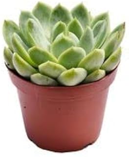 Plante d'intérieur echeveria 15 cm de hauteur. DIAYTAR COTE D'IVOIRE est une boutique en ligne généraliste qui propose plus de 300 000 références de produits, faisant d'elle l'un des leaders du marché ivoirien. Avec une large gamme de produits, vous trouverez tout ce dont vous avez besoin sur DIAYTAR. 