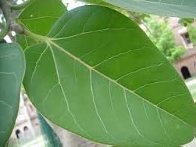 Feuilles fraîches de banian/bar ki baat/phytothérapie/dafa ayurvédique (20 feuilles)
